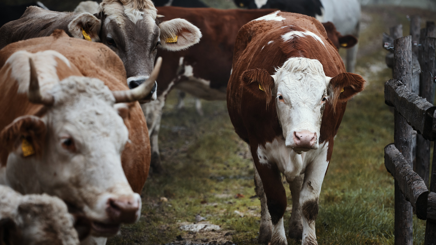 Cows on a field