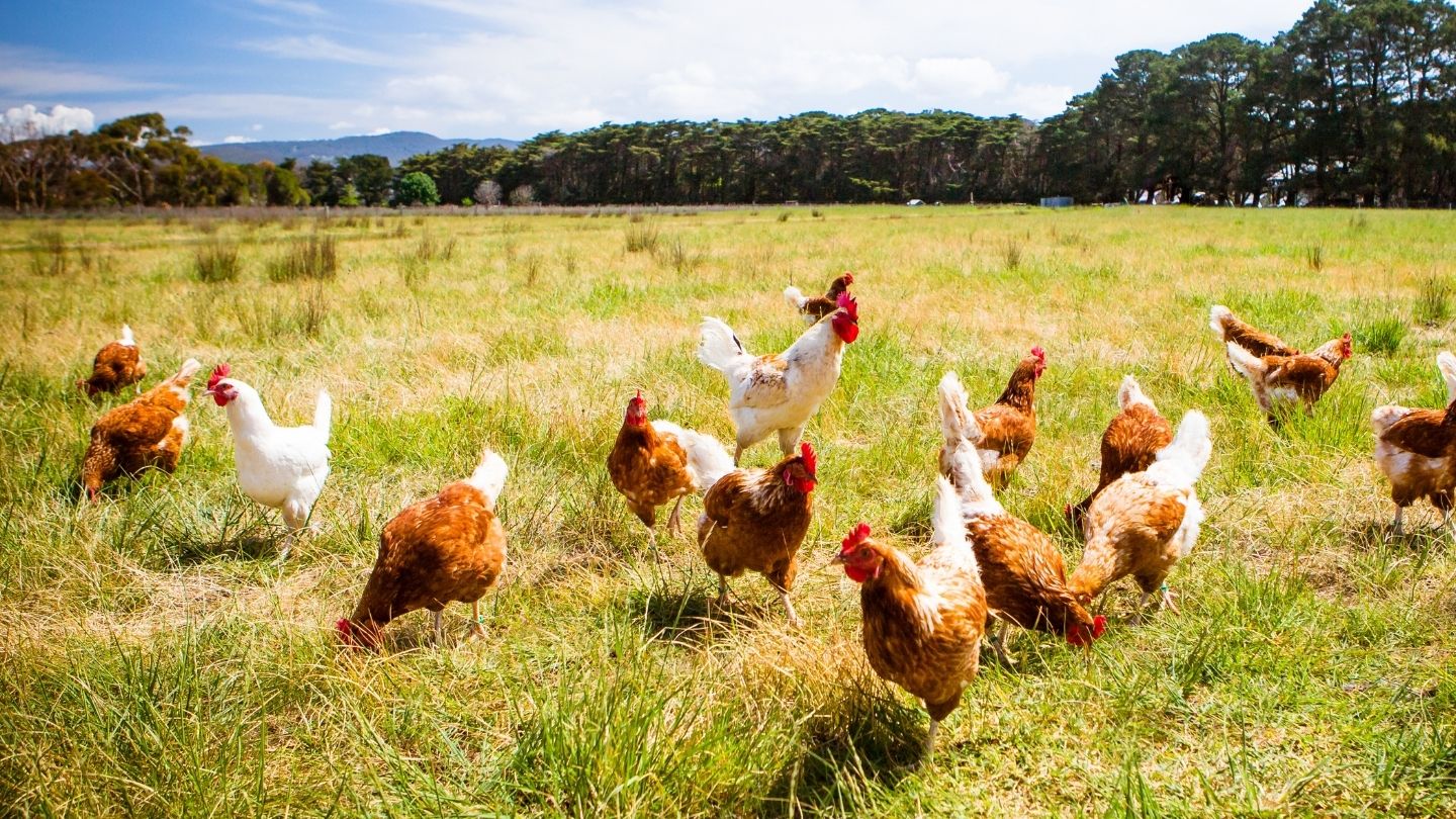 Chickens and a rooster in the grass