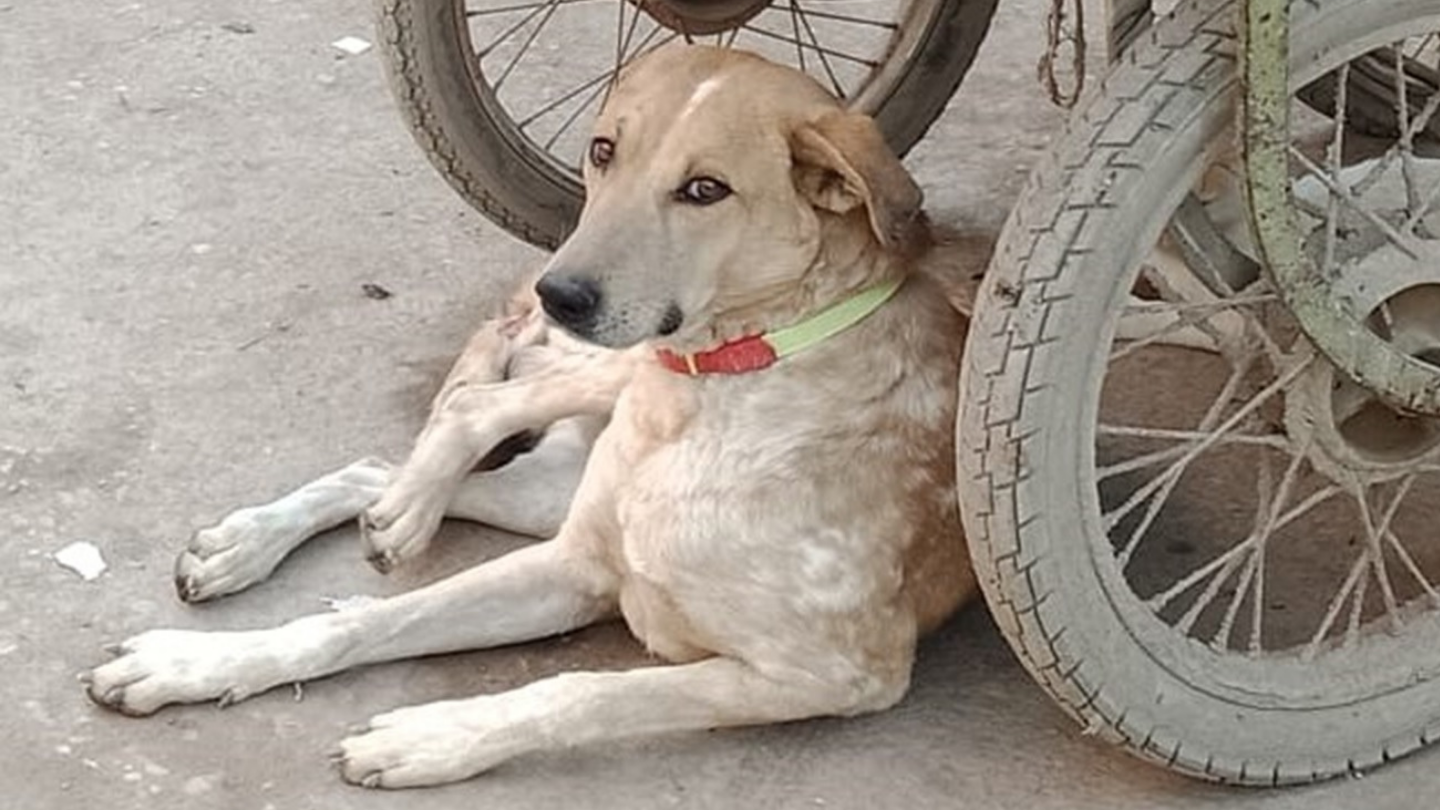 Stray dog seeks shade beneath a cart