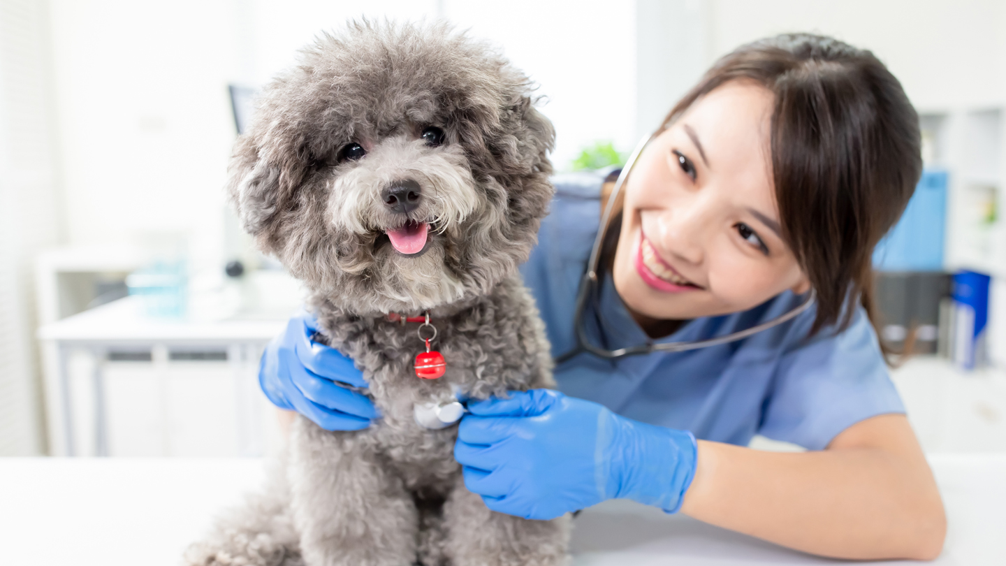 Woman examining dog