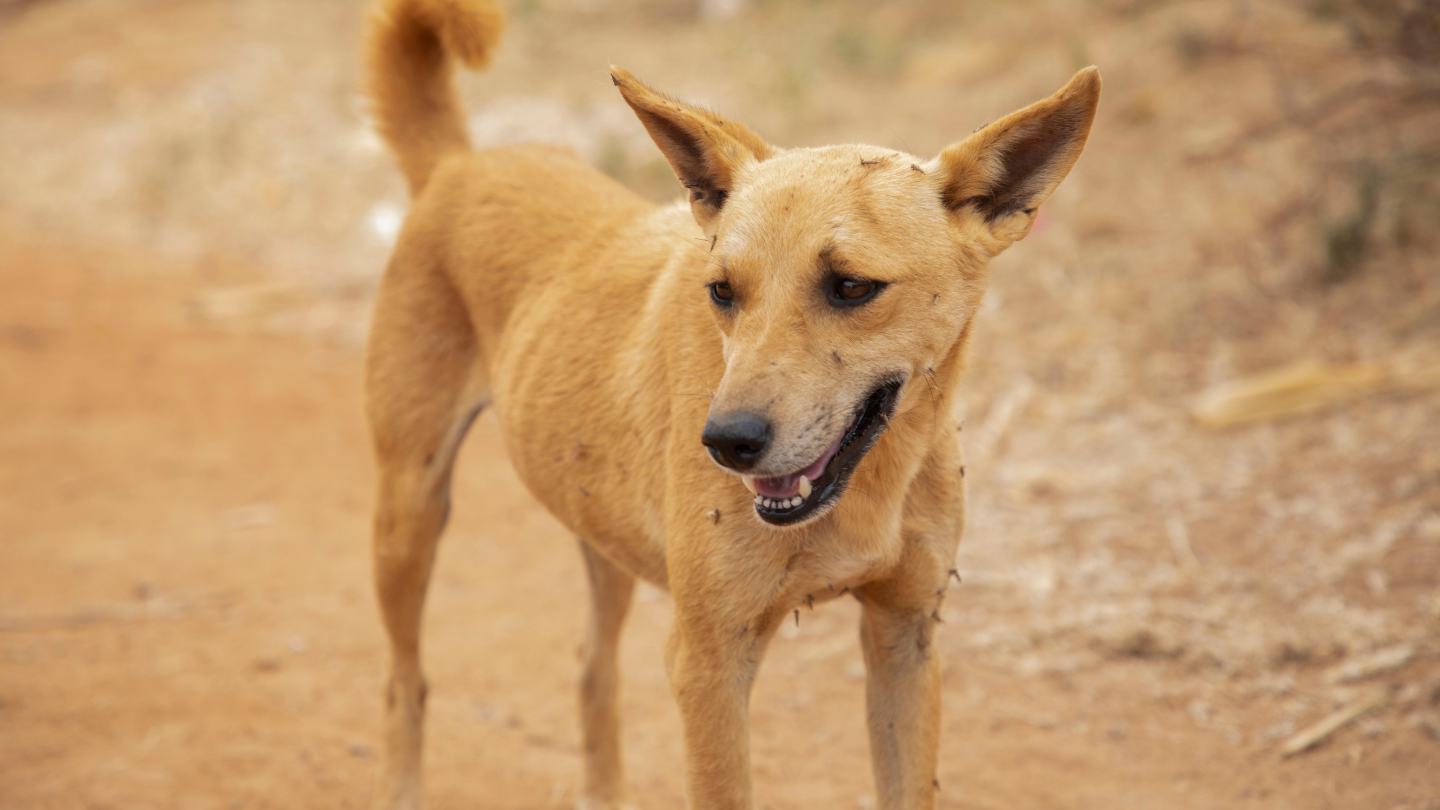 Dog that is vaccinated against rabies