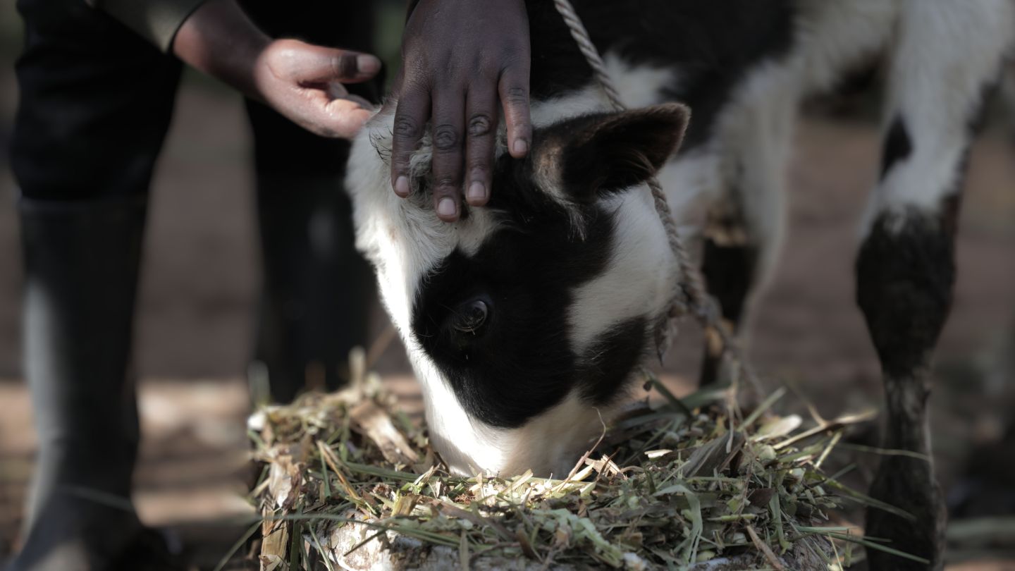 A young calf is being fed hay by Grace.