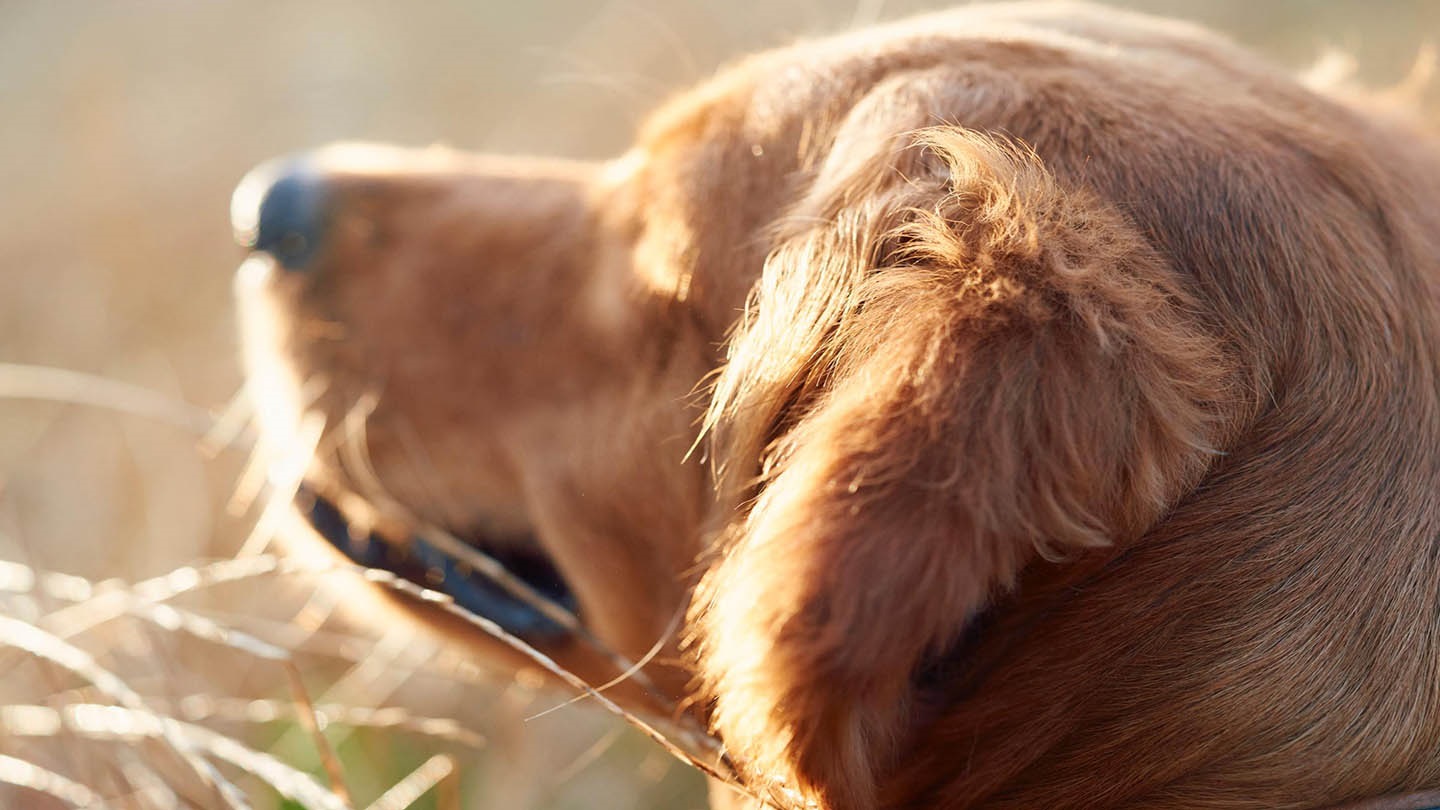 A dog looking into a rabies-free future