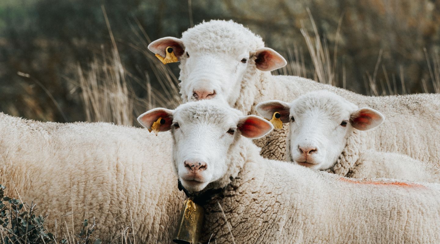 Three sheep stand on a meadow.