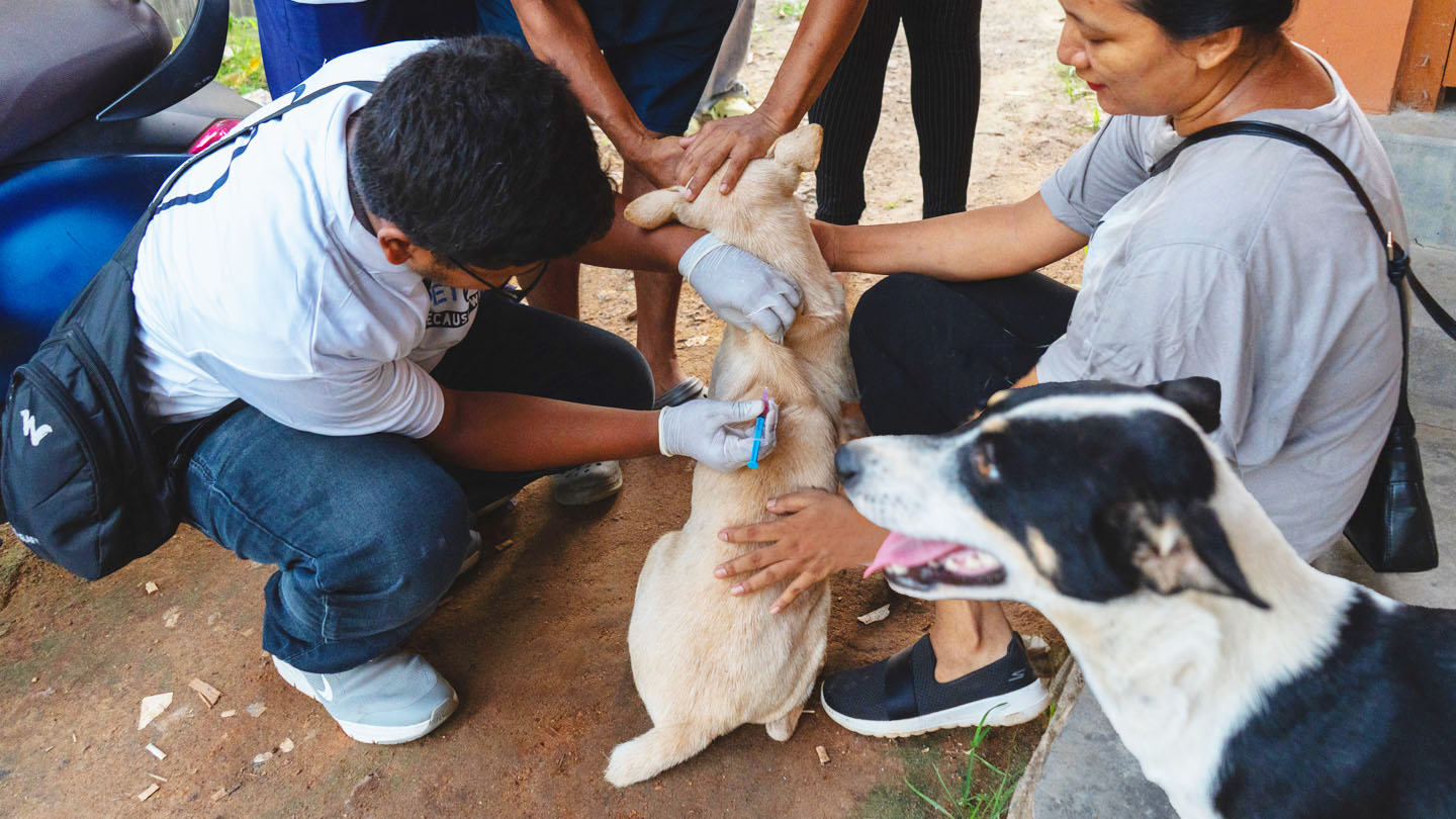 Volunteers helping a dog while being vaccinated in the campaign against rabies in Mexico