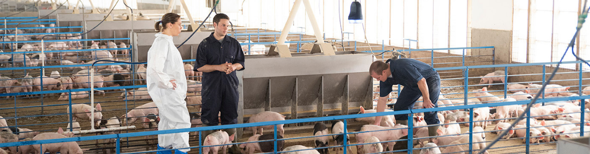 Three pig producers are in a pig barn. There are young pigs all around them.