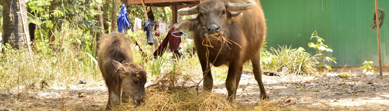 siem_reap_2017_buffaloes